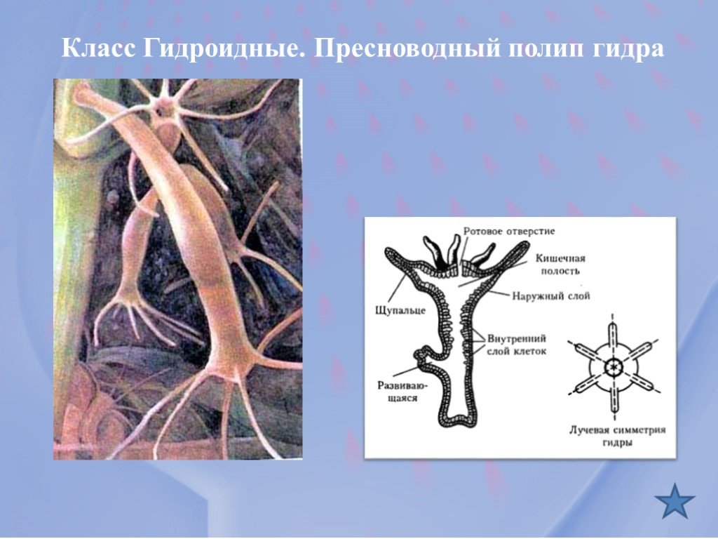 Кракен даркнет сайт